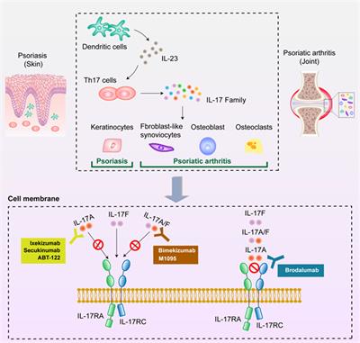 Adverse events associated with anti-IL-17 agents for psoriasis and psoriatic arthritis: a systematic scoping review